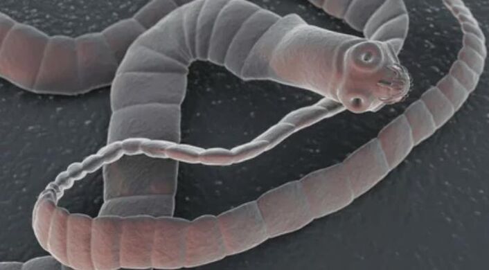 Worm